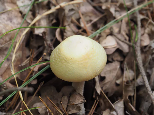 Dodendraad in Hamelt Achel (Belgium)